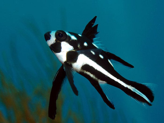 Macolor Snapper
