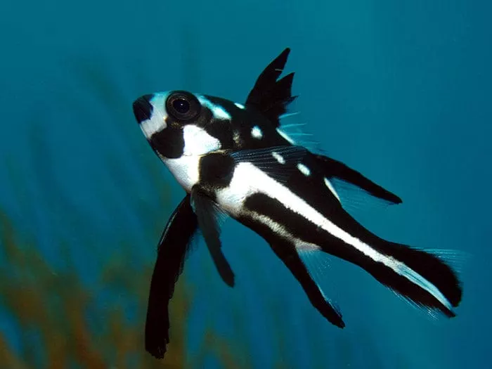 Macolor Snapper