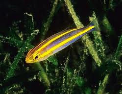 Yellow-line Whiptail