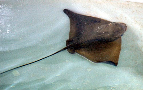 Rays