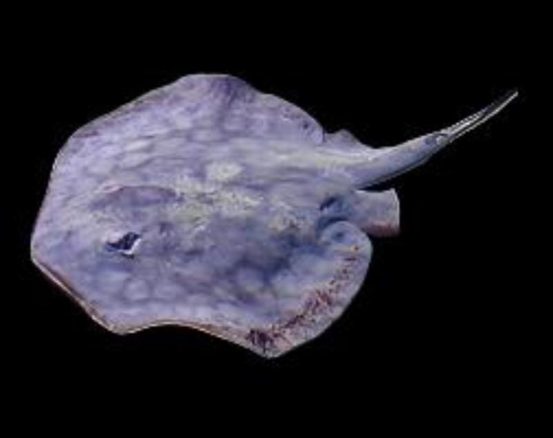 California Stingray