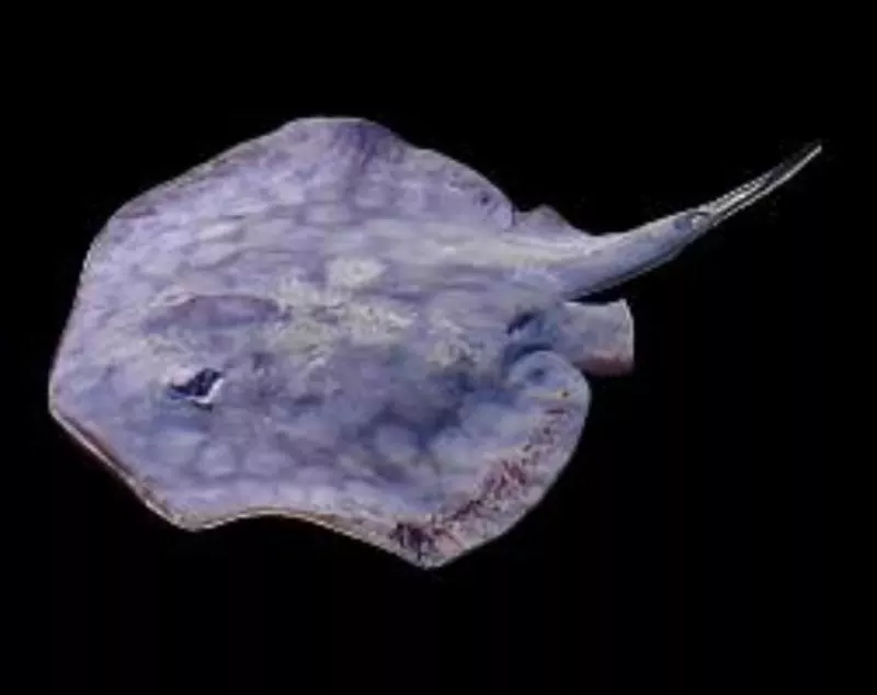 California Stingray