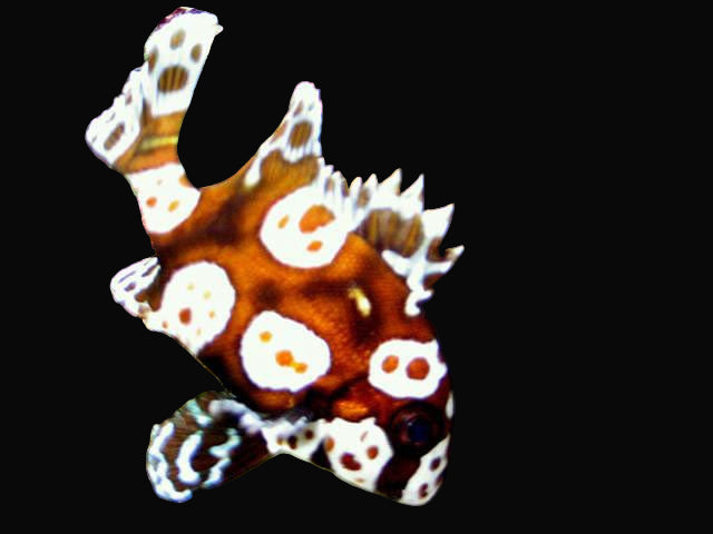 Spotted Sweetlips