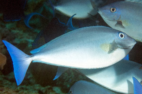 Bluetail Unicornfish