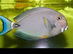 Whiteface Tang