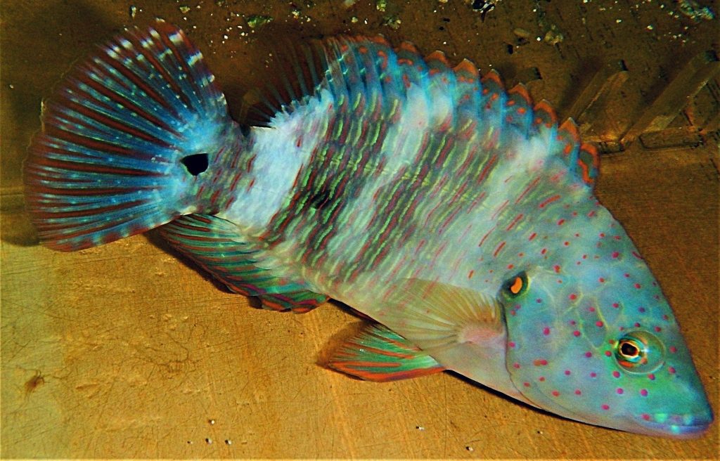Broomtail Wrasse