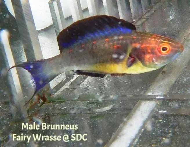 Brunneus Fairy Wrasse