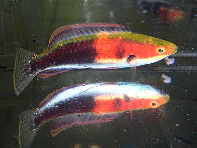 Katherine’s Fairy Wrasse