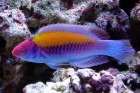 Orange-back Fairy Wrasse