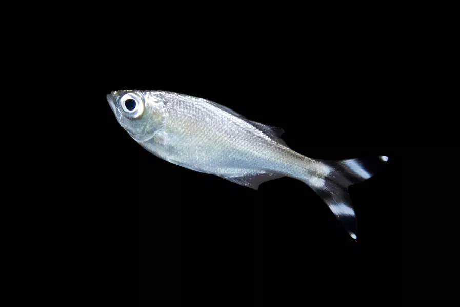 Barred Flagtail