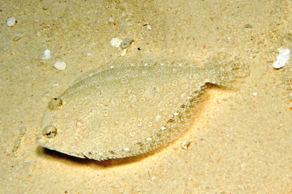Peacock Flounder
