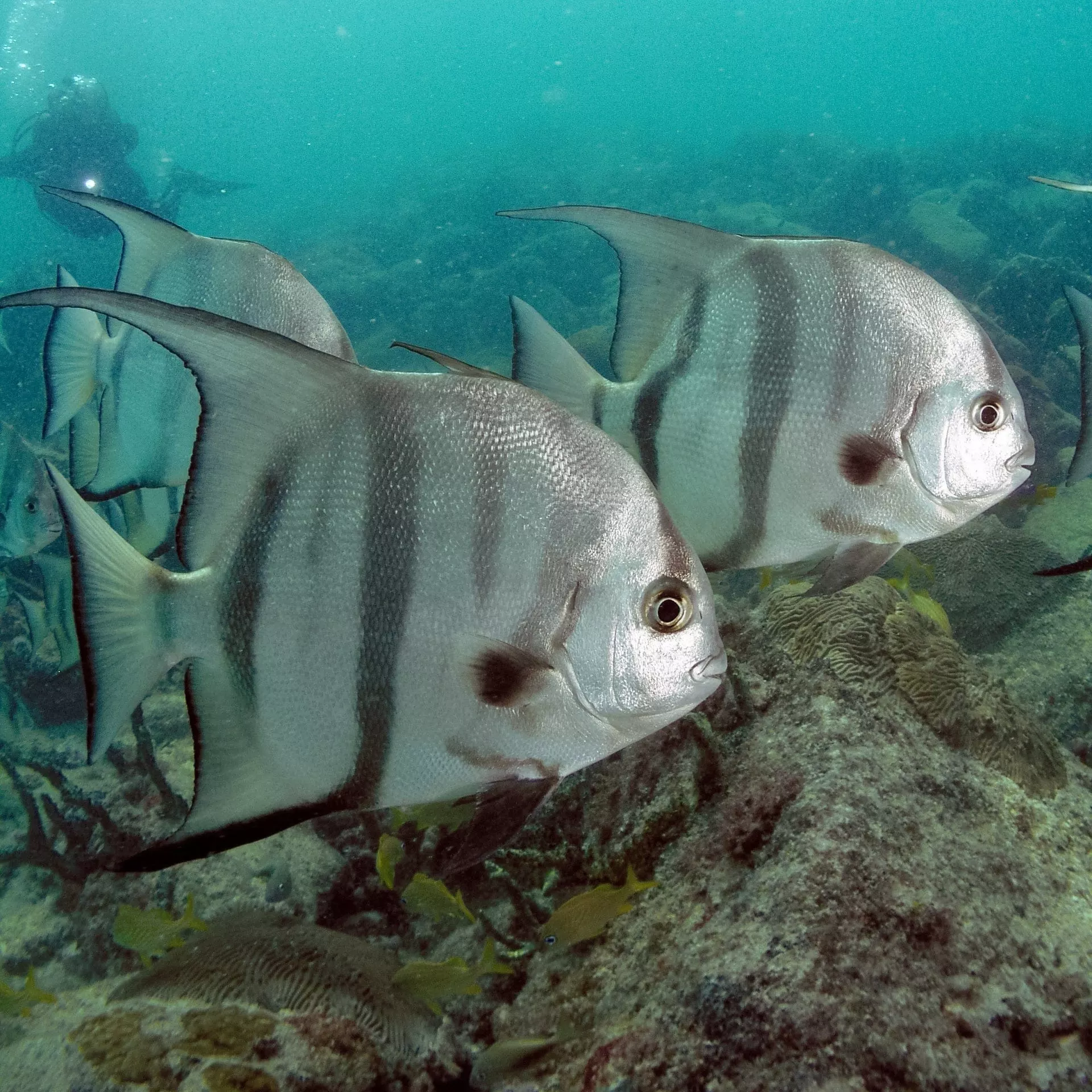 Atlantic Spadefish