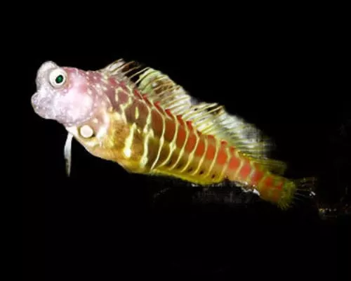 Golden Tiger Blenny
