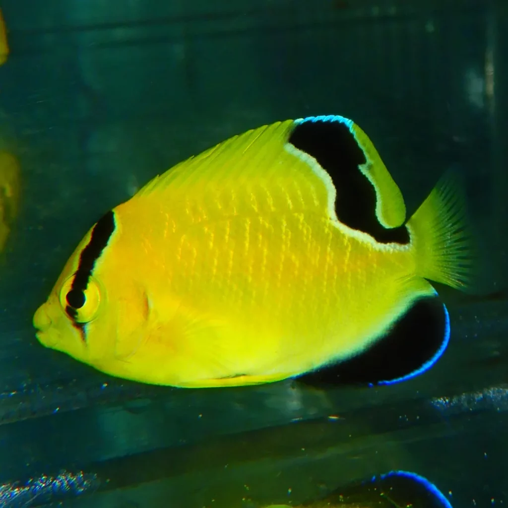 Goldflake Angelfish