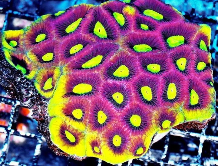 Goniastrea