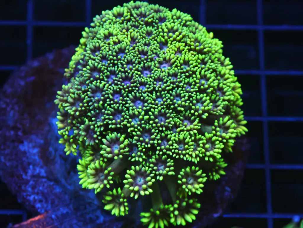 How to Frag Goniopora and Alveopora