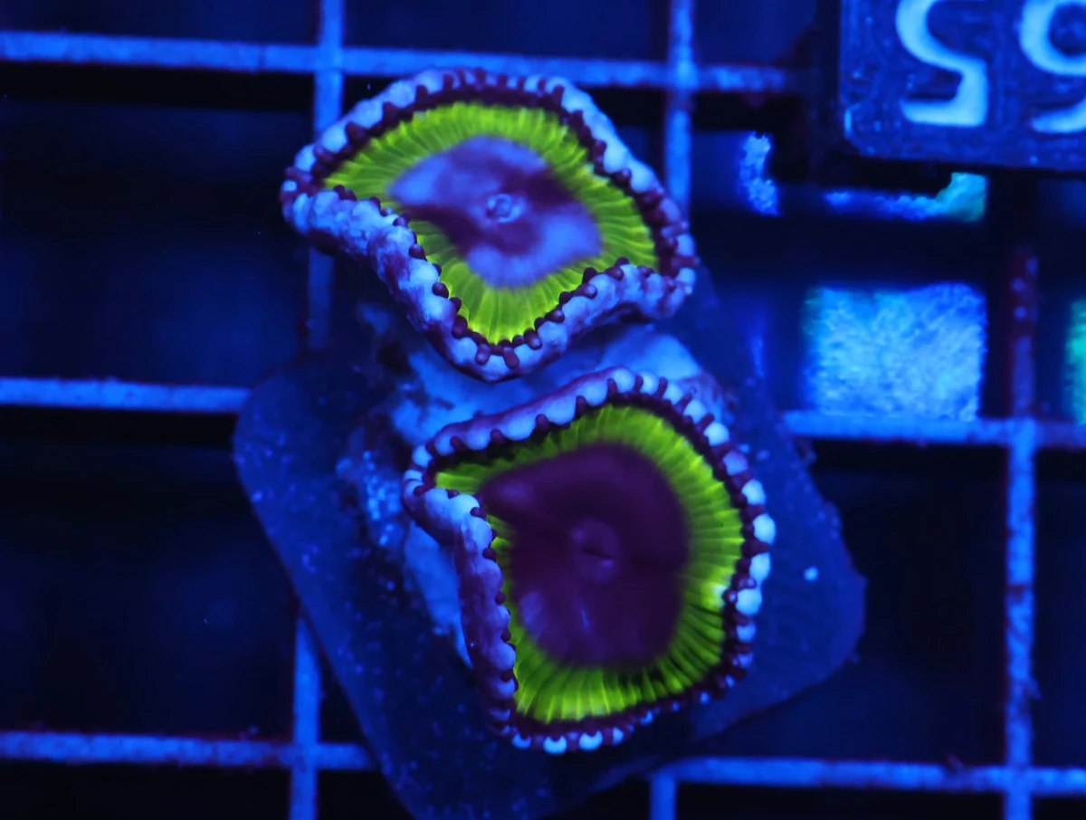 Palythoa Grandis
