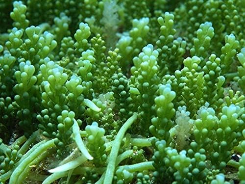 Grape Caulerpa