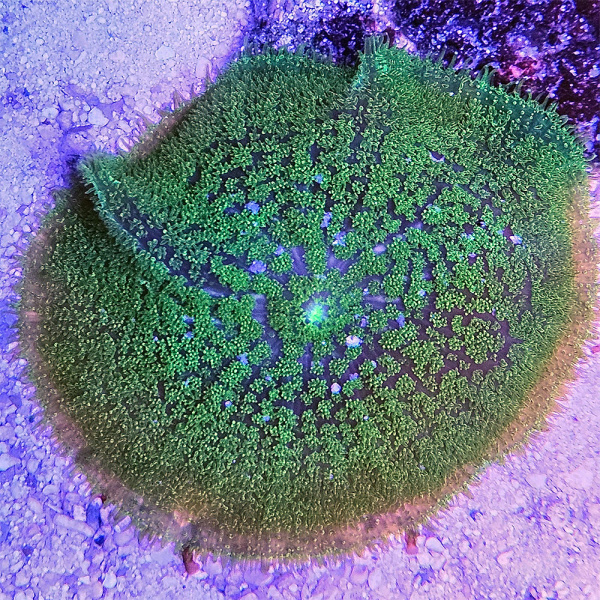 Green Fuzzy Mushroom