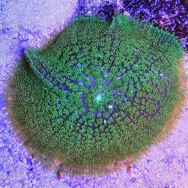 Green Fuzzy Mushroom