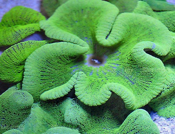 Saddle Carpet Anemone Green