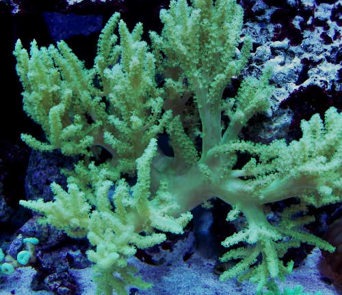 Green Sinularia