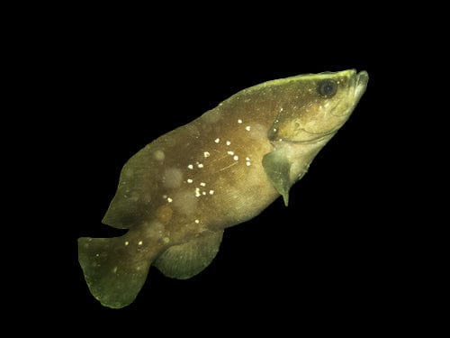 Whitespotted Soapfish