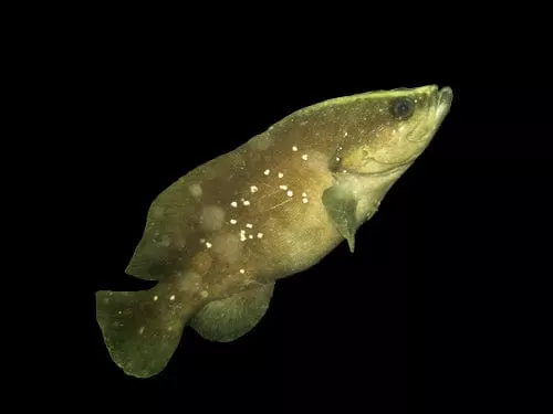 Whitespotted Soapfish