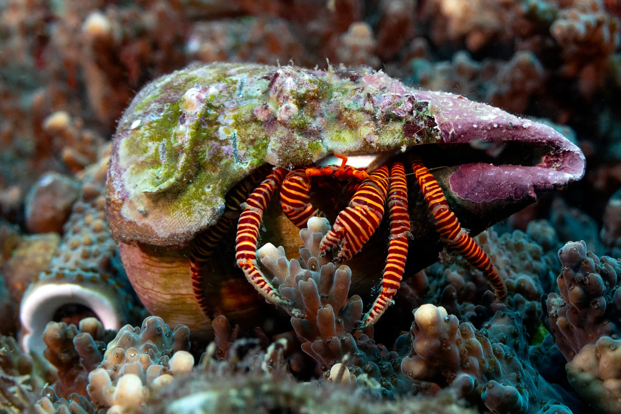 Halloween Hermit Crab