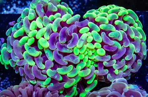 Hammer Coral