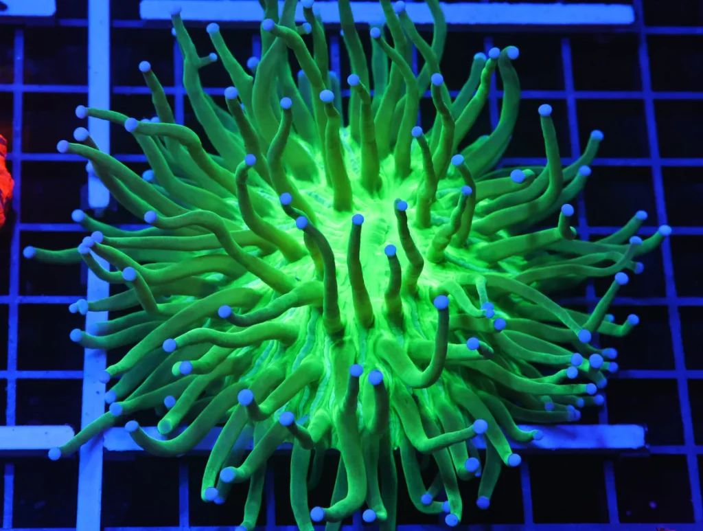 Long Tentacle Plate Coral