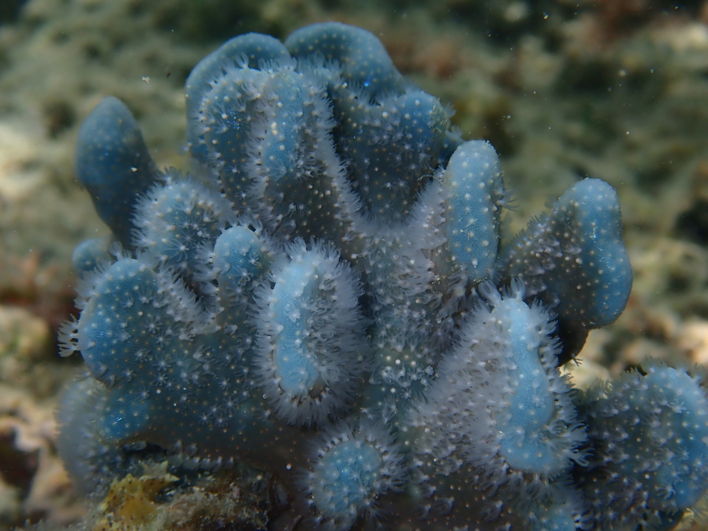 Blue Ridge Coral