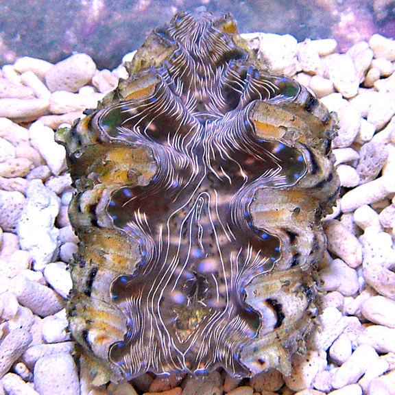 Hippopus Clam