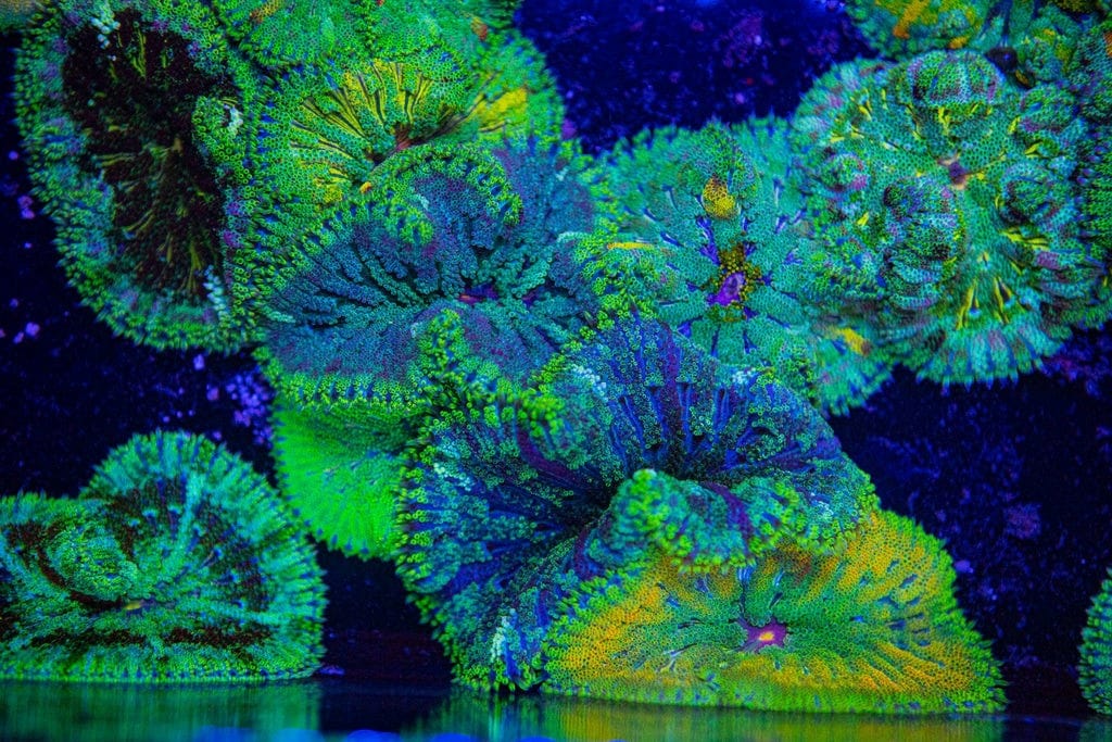 Maxi-Mini Carpet Anemone