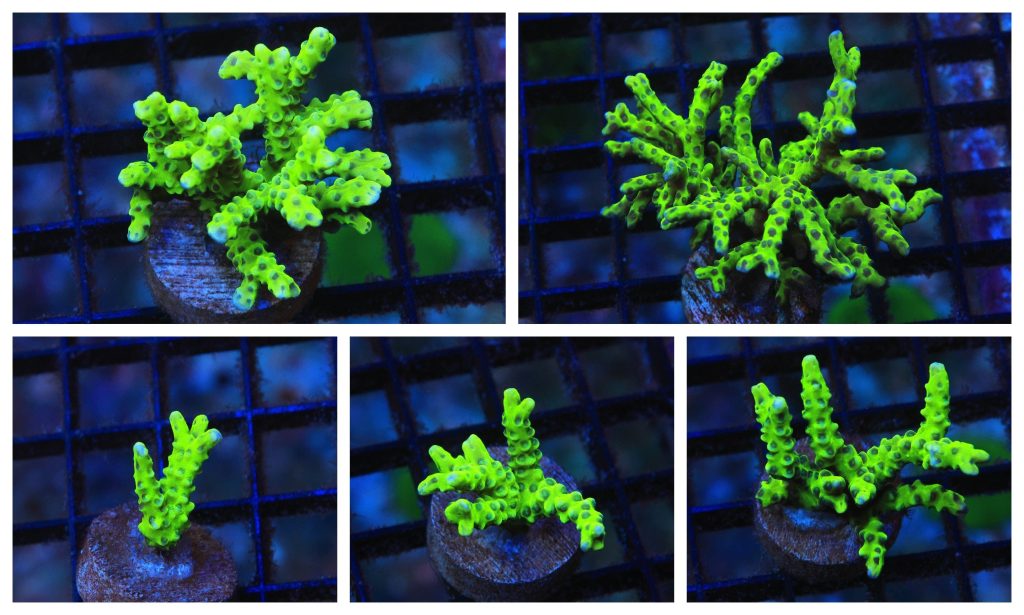 Anacropora