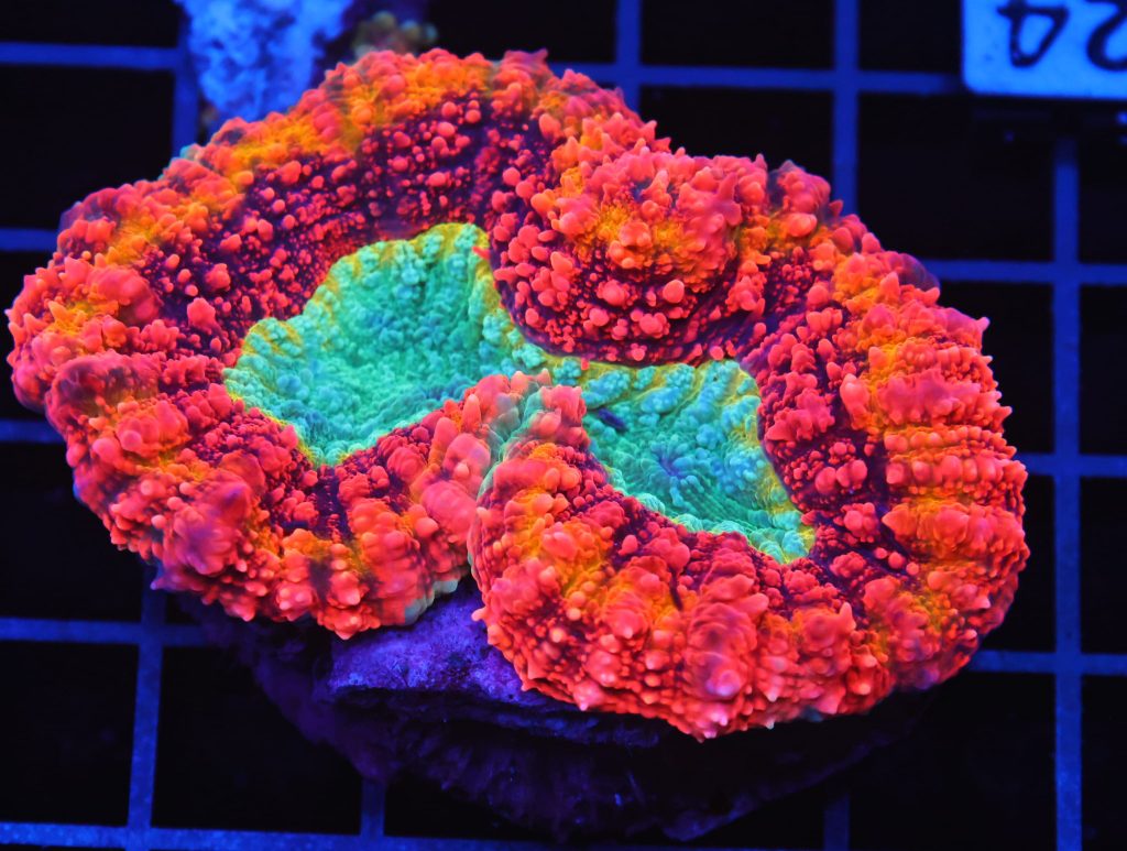 Symphyllia Coral