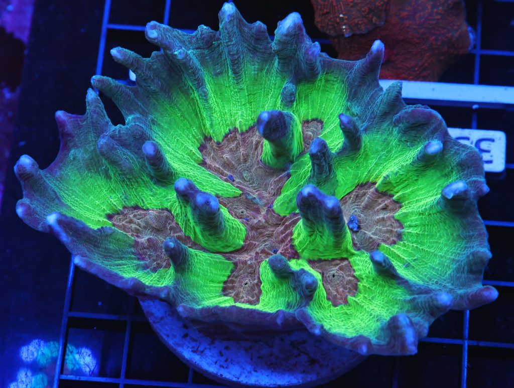 Pectinia Coral