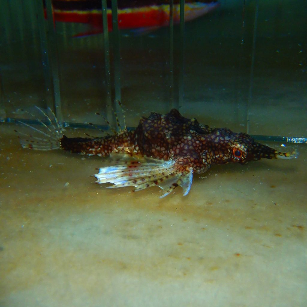 Sea Moth