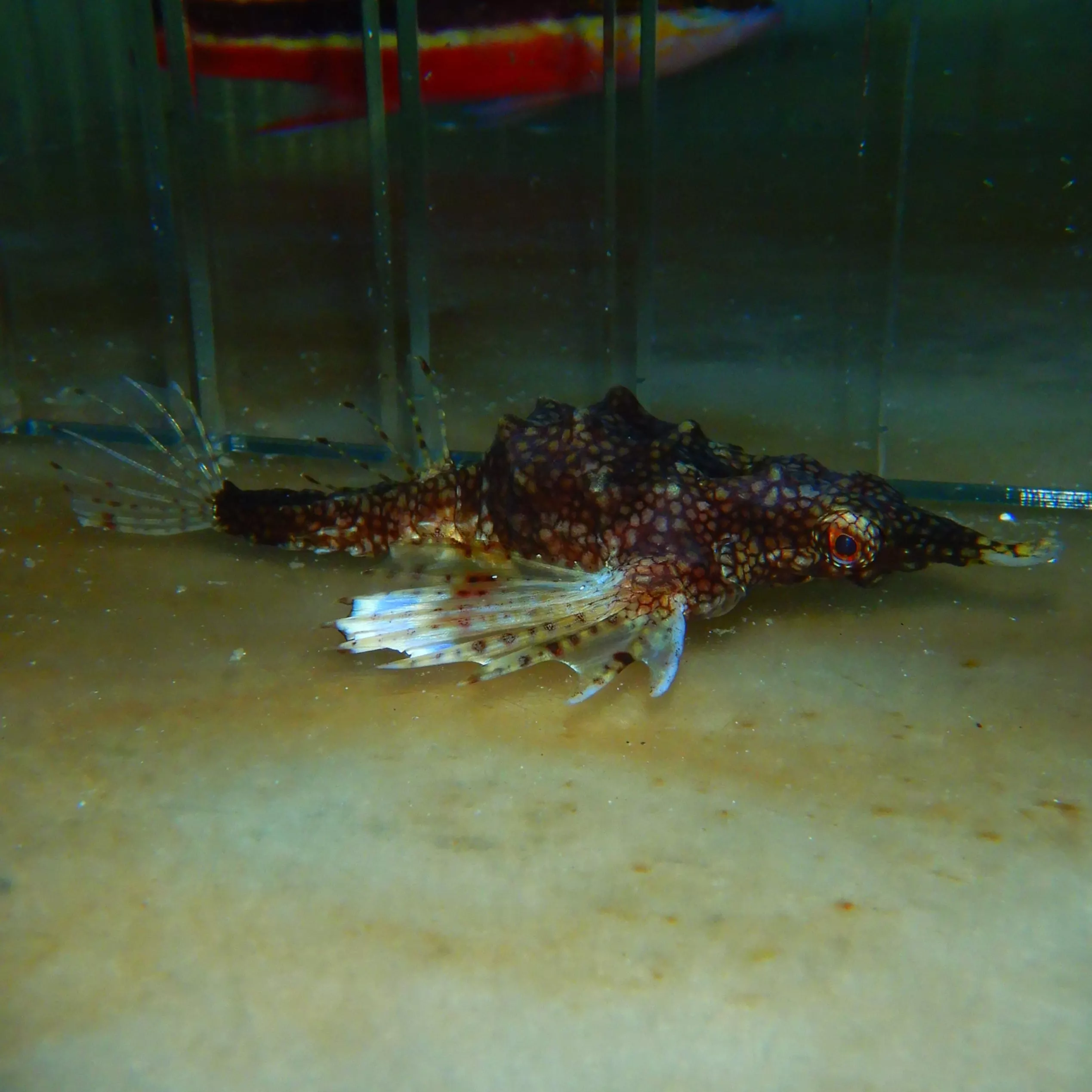 Sea Moth