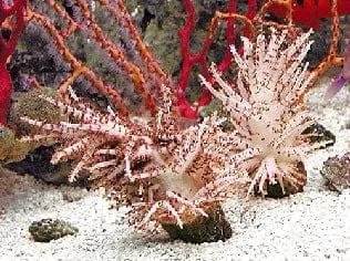 Christmas Tree Coral