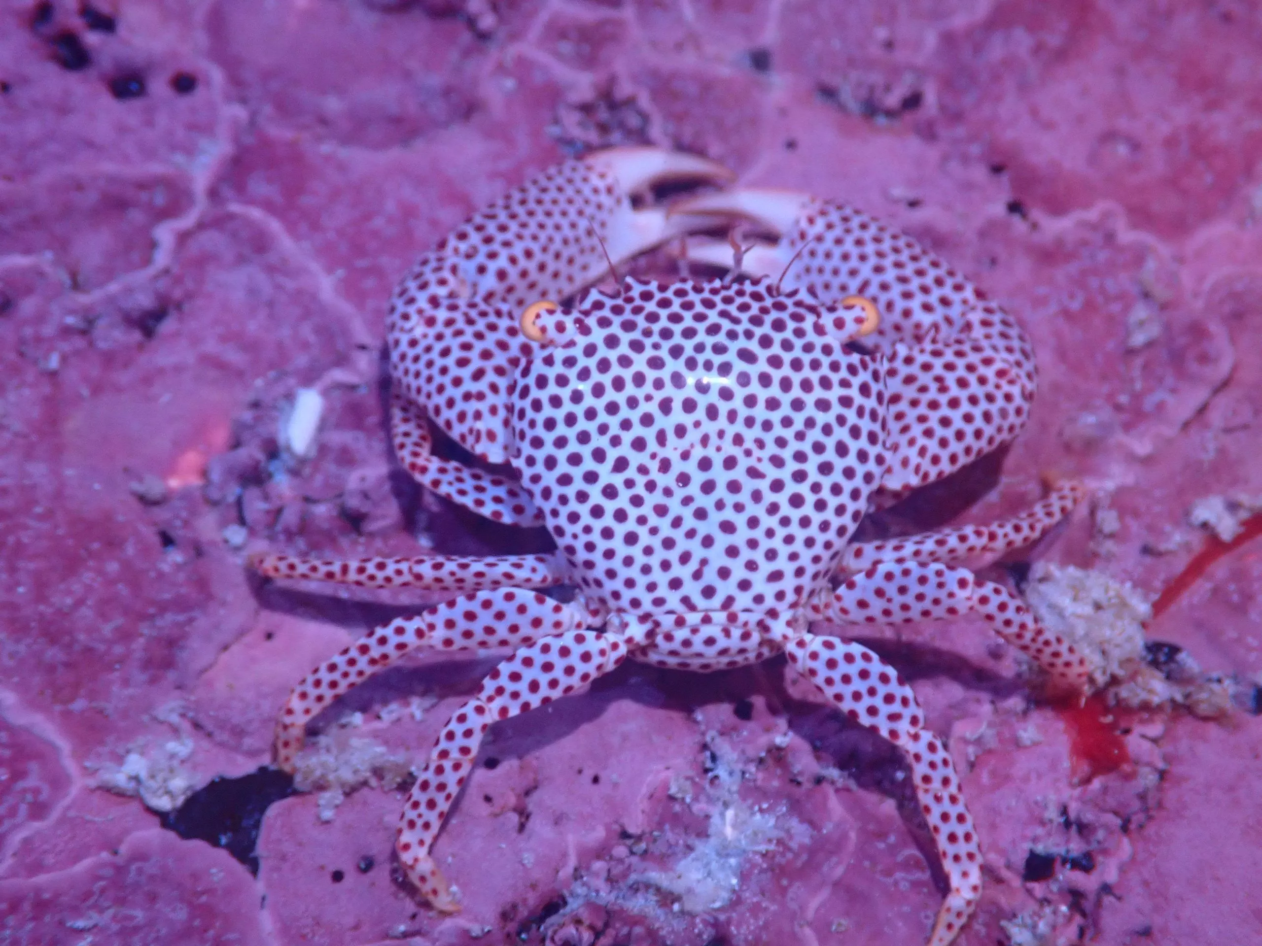 Coral Commensal Crab
