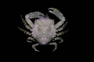 Pithos Crab