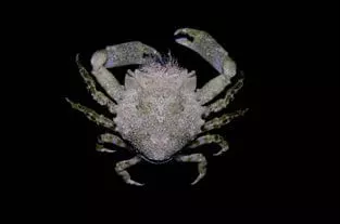 Pithos Crab