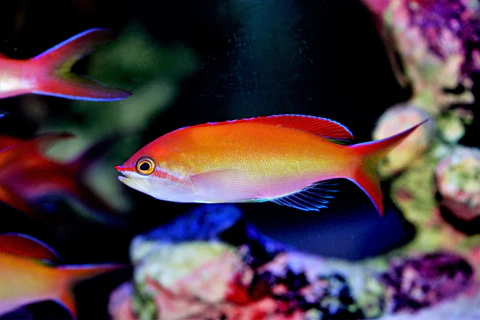 Ignitus Anthias