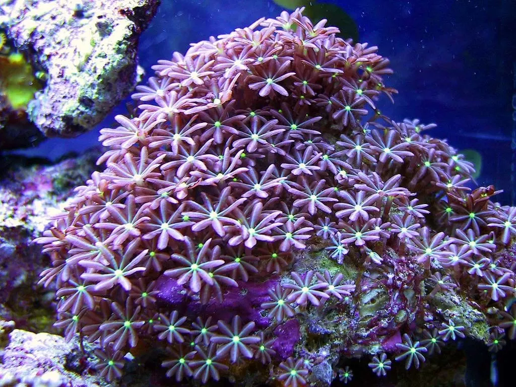 Daisy Polyps