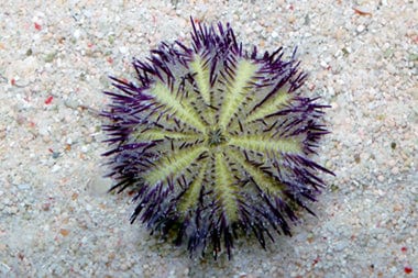 Purple Urchin