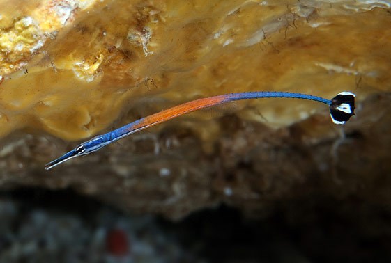 Janss’ Pipefish