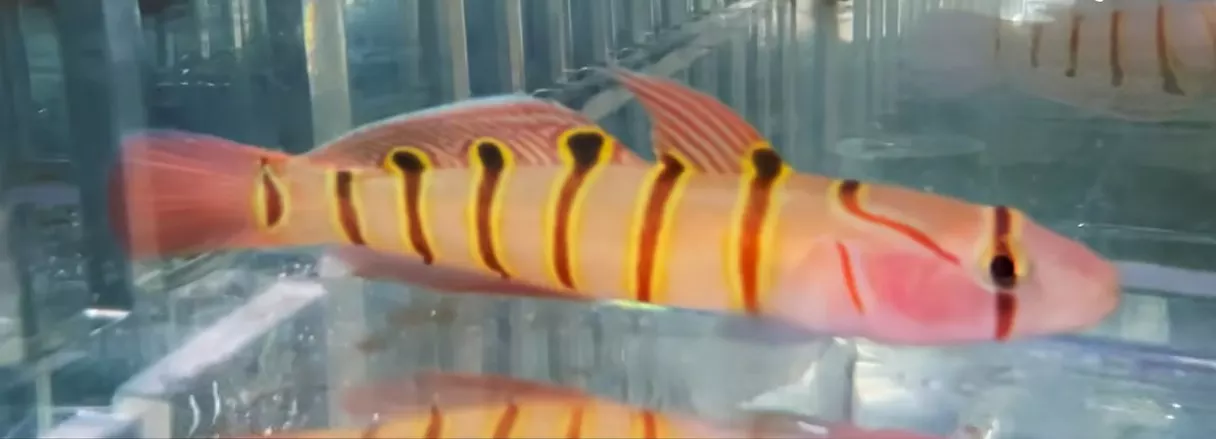 Japanese Serpentine Goby