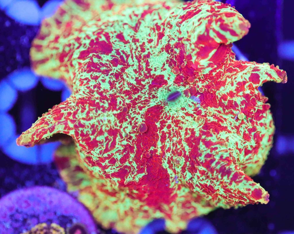Jawbreaker Mushroom