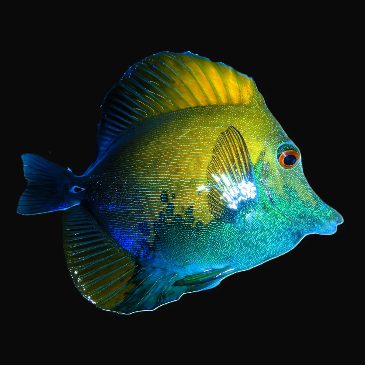 Koi Scopas Tang
